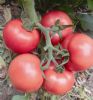 供应沃德粉宝—番茄种子