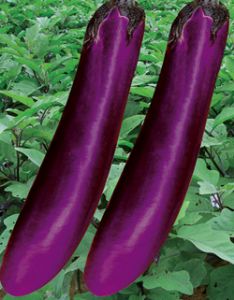 供应深丰一号紫茄—茄子种子