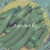 供应新竹甜豌豆—豌豆种子