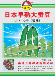 供应日本早熟大蚕豆—蚕豆种子