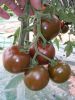 供应黑妃100—小番茄种子