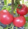 供应皇冠—番茄种子