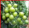 供应绿水晶F1—绿果樱桃番茄