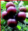 供应紫香玉F1—紫色樱桃番茄