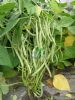 供应甬绿4号青刀豆（L级）-刀豆种子