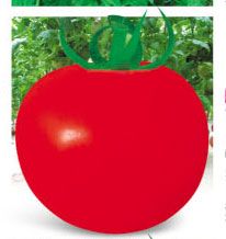 供应以色列318大红番茄