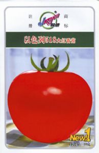 供应以色列518大红番茄