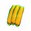 供应穗甜1号超甜玉米—玉米种子
