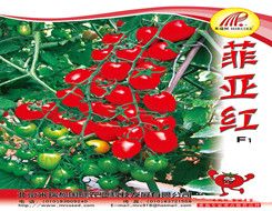 供应菲亚红—番茄种子