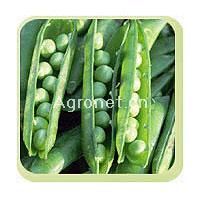 供应中豌6号—豌豆种子