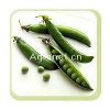 供应珍珠绿豌豆—豌豆种子