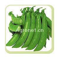 供应中豌4号—豌豆种子