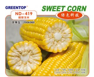 供应ND-419 超甜玉米——玉米种子