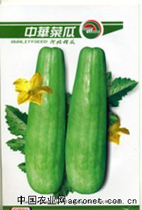 供应中华—菜瓜种子