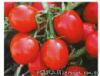 供应新育87-5—番茄种子