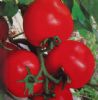 供应旗丹-番茄种子