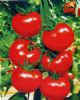 供应美迪-番茄种子