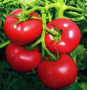 供应大果高产西红柿粉圣王—番茄种子