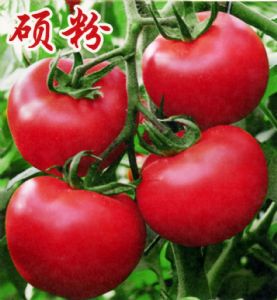 供应硕粉—番茄种子 
