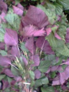 供应紫苏叶种子