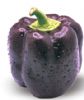 供应紫美—辣椒种子