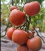 供应雷诺104—番茄种子