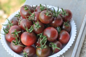 供应黑樱—番茄种子
