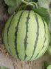 供应芙蓉—西瓜种子
