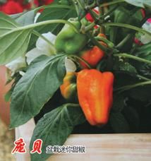 供应庞贝—盆景蔬菜种子