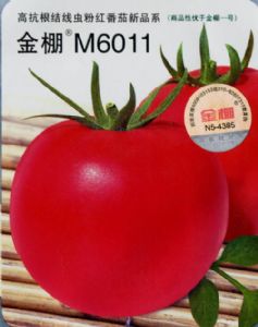 M6011粉果（高抗根结线虫）-番茄种子