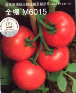 供应M6015粉果（高抗根结线虫）-番茄种子