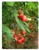 供应中华美粉—番茄种子