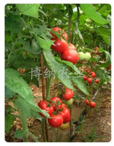 供应中华美粉—番茄种子