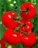 供应莎蔓莉莎（抗TY病毒）大红果—番茄种子