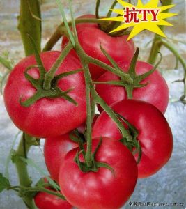 供应奥博尔—番茄种子