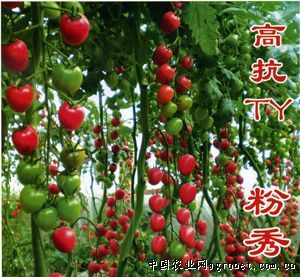 供应粉秀—番茄种子