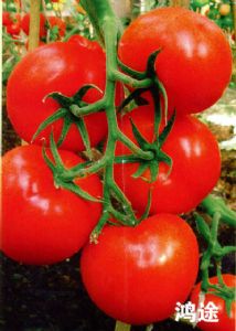 鸿途-番茄种子