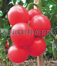 供应卡桑——番茄种子