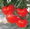 供应萨恩—番茄种子