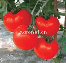 供应早熟番茄种子