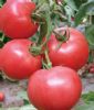 供应粉特尔—番茄种子