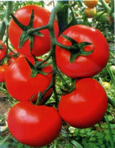 供应泰恩—番茄种子
