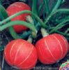 供应短蔓金红升—南瓜种子