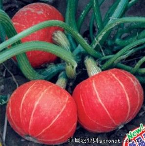 供应短蔓金红升—南瓜种子