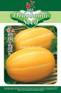 供应特大黄海金玉F1—甜瓜种子