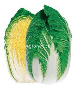 供应春黄宝—白菜种子