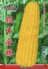 供应领丰金糯—菜用玉米种子