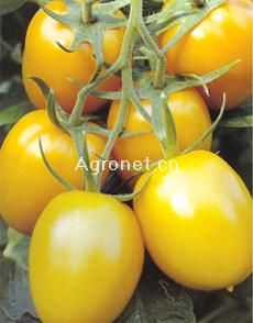 供应欧拉玛（黄罗曼）--番茄种子