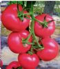 供应花魁066—番茄种子