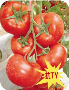 供应奥巴马—大红番茄种子